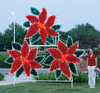 Poinsettia Cluster Day Time Image