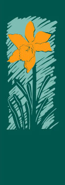 Spring Daffodil Flower Banner