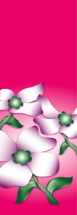 Dogwood Flowers on Pink Background Banner