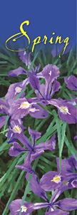 Spring Beauty Siberian Iris Banner