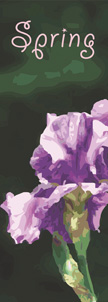 Bearded Iris Banner