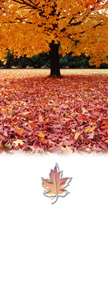 Carpet of Leaves Banner