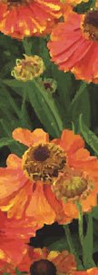 Orange Poppies Flower Banner