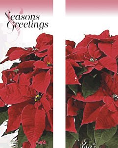 Seasons Greeting Poinsettias Banner Set