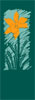 Spring Daffodil Flower Banner