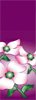 Dogwood Flowers Banner on Purple Background