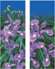 Spring Beauty Siberian Iris Double Banner Set