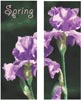 Bearded Iris Double Banner Set