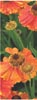 Orange Poppies Flower Banner