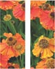 Orange Poppies Double Banner Set