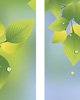 Summer Leaves & Raindrops Banner