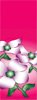 Dogwood Flowers on Pink Background Banner